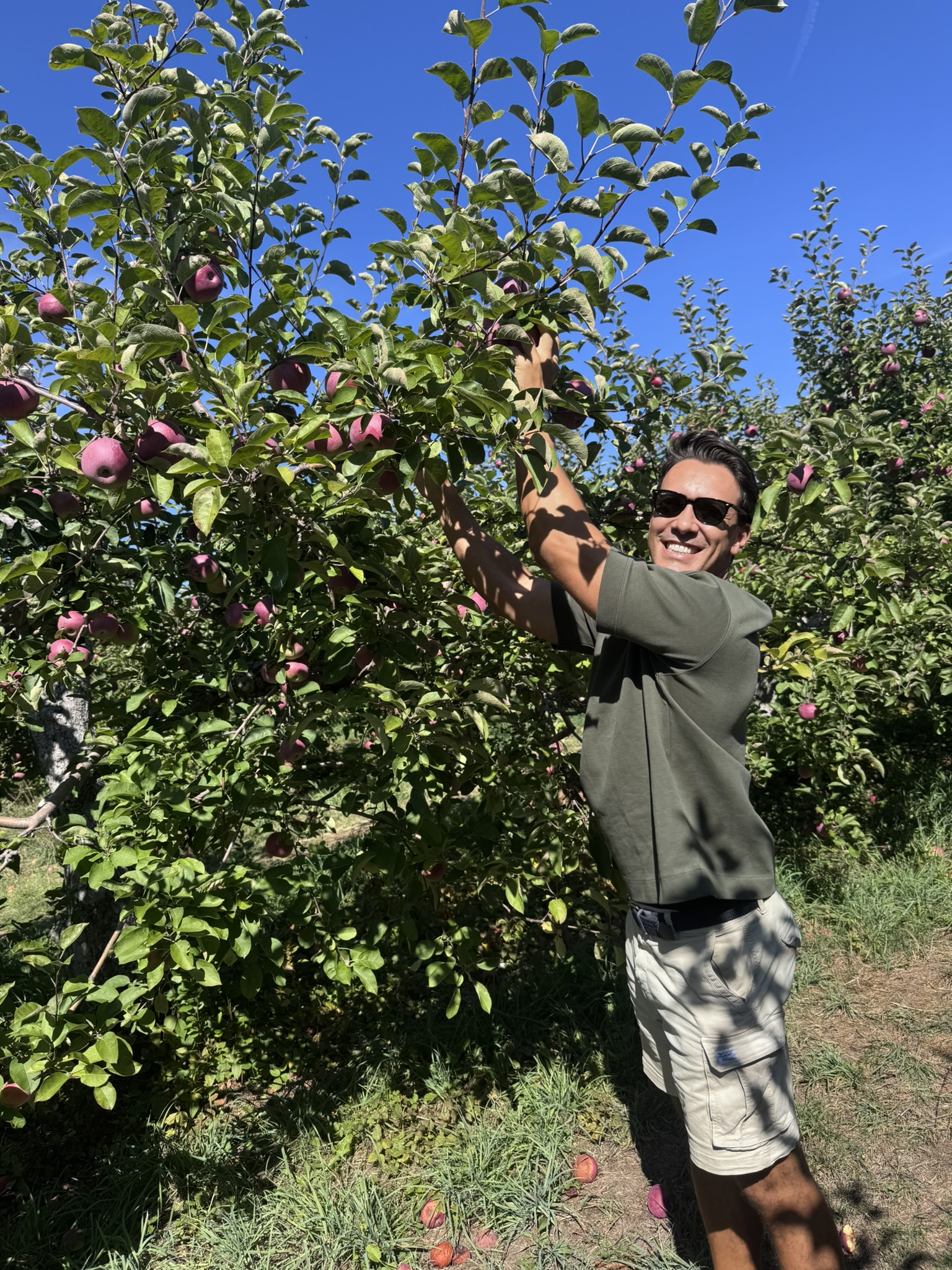 Reaching for apples in the orchard