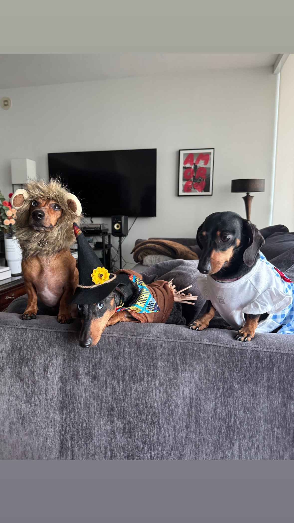 Our dachshunds at home