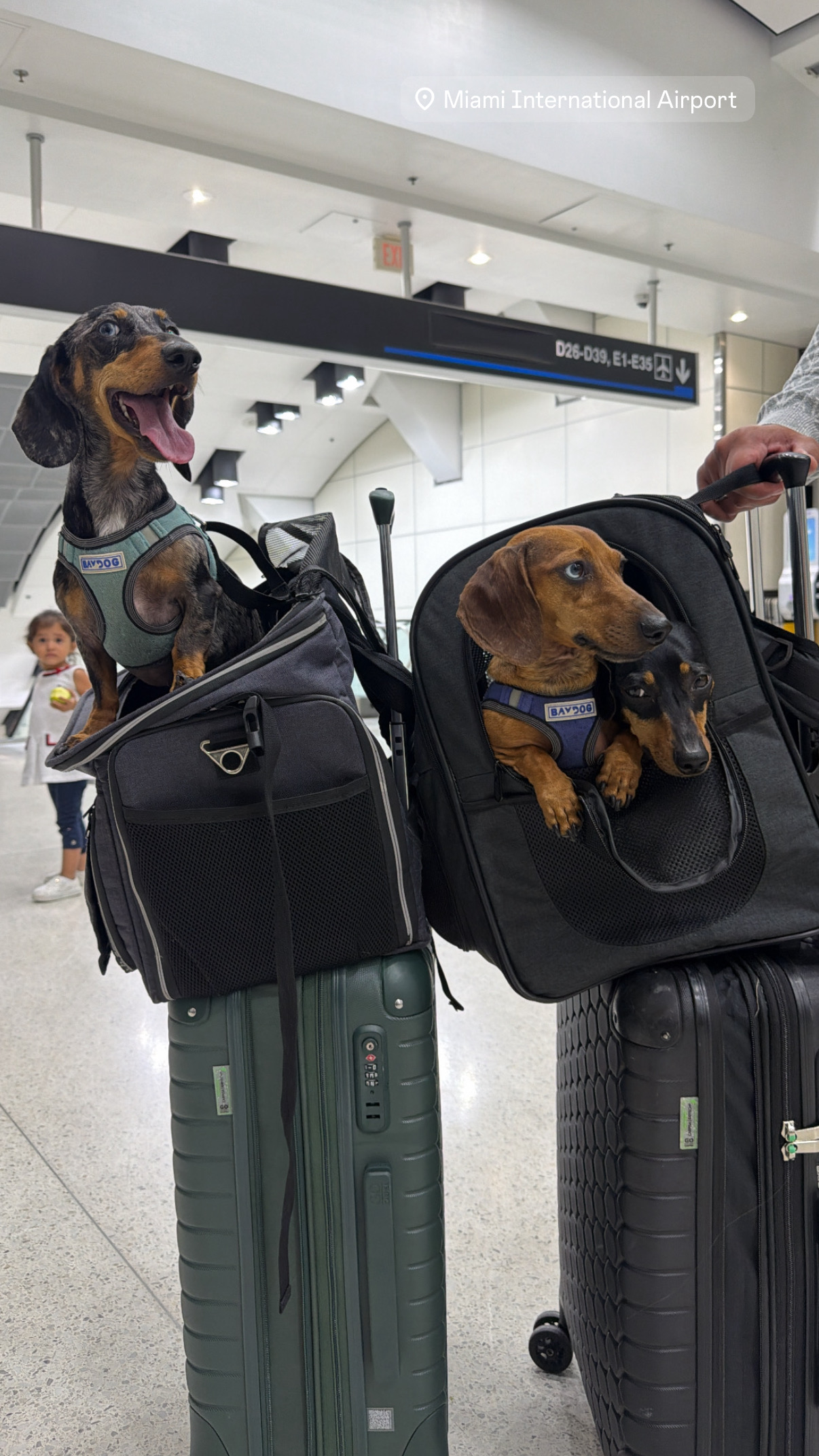Traveling with the pups
